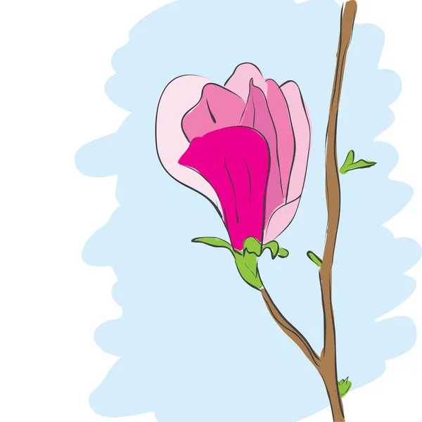 Magnolia fiore rosa — Vettoriale Stock