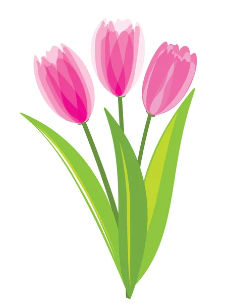 Розовые тюльпаны на белом фоне — стоковый вектор