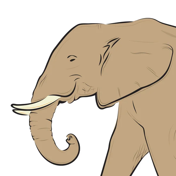 Elefante cabeza dibujo aislado en blanco — Archivo Imágenes Vectoriales