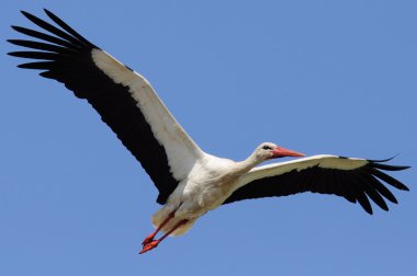 Stork Flying in the Sky with Wings Spread clipart