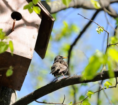 Starling Sitting on Tree near Birdhouse clipart