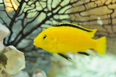 Electric Yellow Cichlid Fish in Aquarium clipart