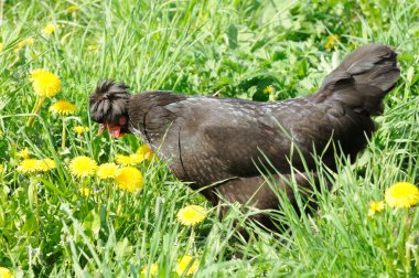 Black Crested Chicken in Green Grass clipart