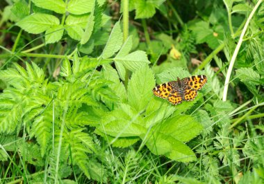 Araschnia Levana (Avrupa Haritası) kelebek yeşil yaprak üzerinde