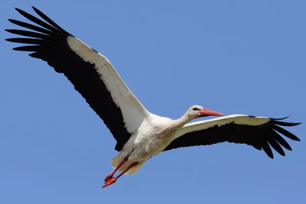 Storch fliegt mit ausgebreiteten Flügeln in den Himmel — Stockfoto