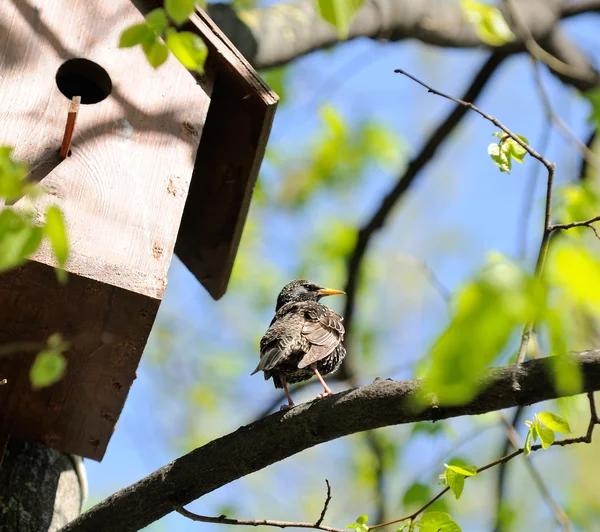 Starling sentado en el árbol cerca de Birdhouse — Foto de Stock