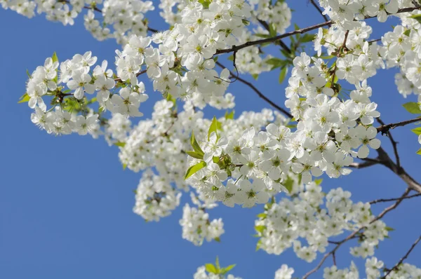 Bela cerejeira em flor na primavera — Fotografia de Stock