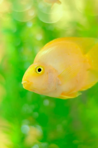 Altın papağan balığı akvaryum — Stok fotoğraf