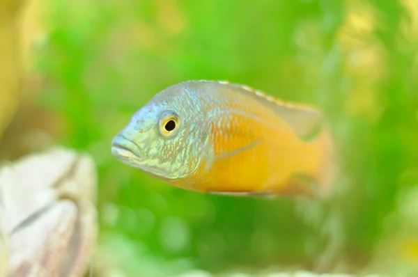 Copadichromis fiskar i akvarium — Stockfoto