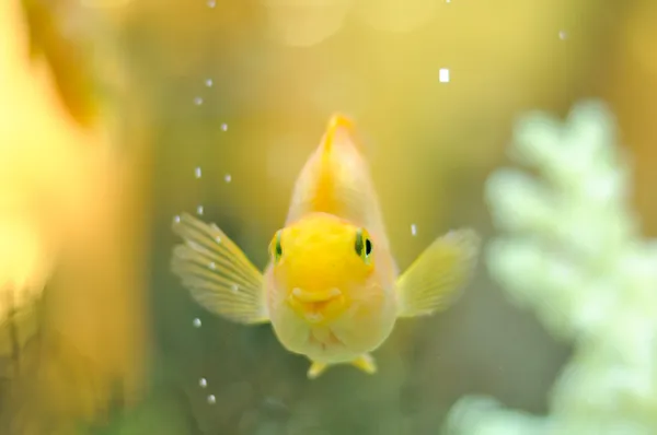 Peixe papagaio de ouro feliz no aquário — Fotografia de Stock