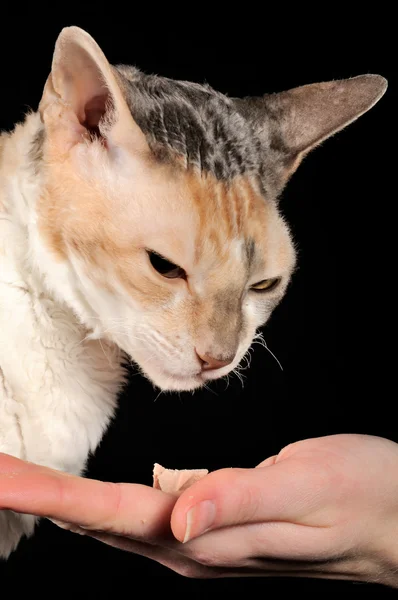 Kräsen katt och mat som erbjuds för hand — Stockfoto