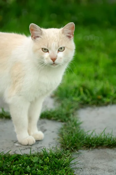 Asfalt yol üzerinde duran kırmızı kedi — Stok fotoğraf