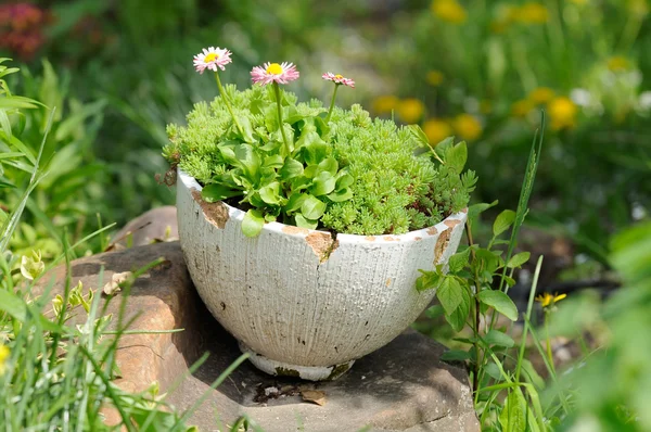 Gammal sprucken kruka med blommor i trädgården — Stockfoto