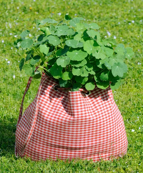 Plantă de asturțiu în sac pe iarbă verde — Fotografie, imagine de stoc