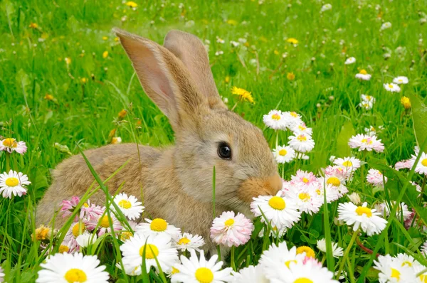 花と庭でかわいいウサギ — ストック写真