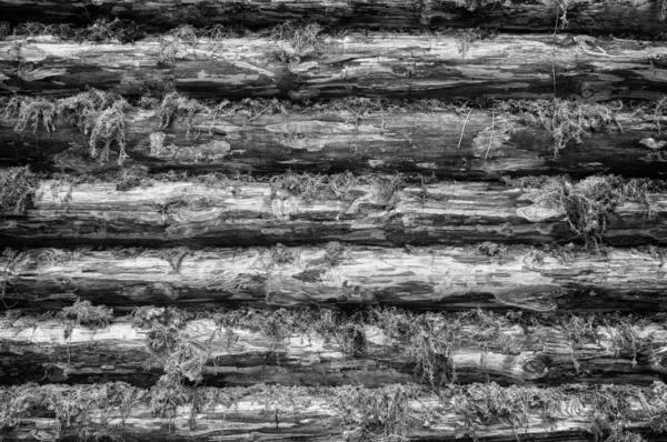 Monocromo pared de troncos de madera Chinked con musgo — Foto de Stock