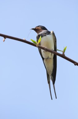 Swallow Sitting on Tree Branch clipart