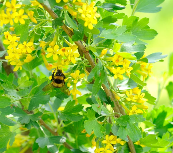 Humlor som pollinerar jostaberry buske med gula blommor — Stockfoto