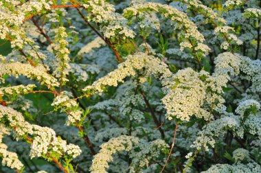 Beautiful Spiraea (Meadowsweet) Shrub with White Flowers clipart
