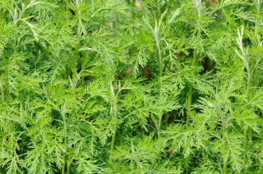 Green Southernwood (Artemisia Abrotanum) Plant clipart