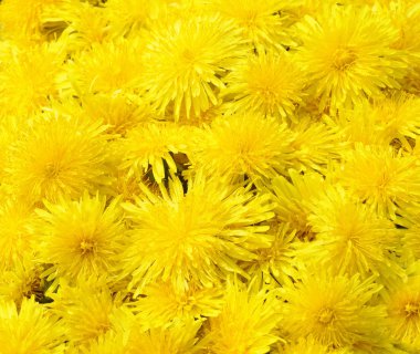 Beautiful Yellow Dandelion Background - Bunch of Taraxacum Officinale Flowers Close-Up clipart