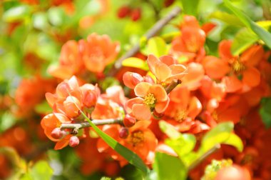 Japanese Quince (Chaenomeles) Shrub in Flower clipart