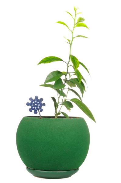 Junge Pflanzen im grünen Blumentopf isoliert auf weißem Hintergrund — Stockfoto