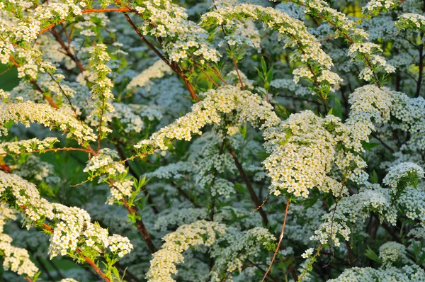 白い花をつける低木で美しいシモツケ (シモツケ) — ストック写真