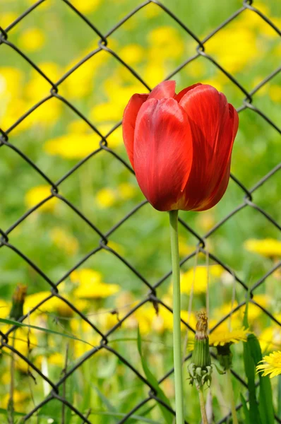 Zincir bağlantı çit tarafından güzel kırmızı lale — Stok fotoğraf