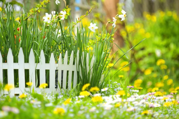 Cama de flores con narcisos y valla blanca decorativa — Foto de Stock