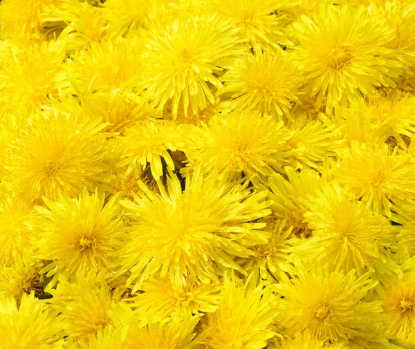 Mooie gele paardebloem achtergrond - bos van taraxacum officinale bloemen close-up — Stockfoto