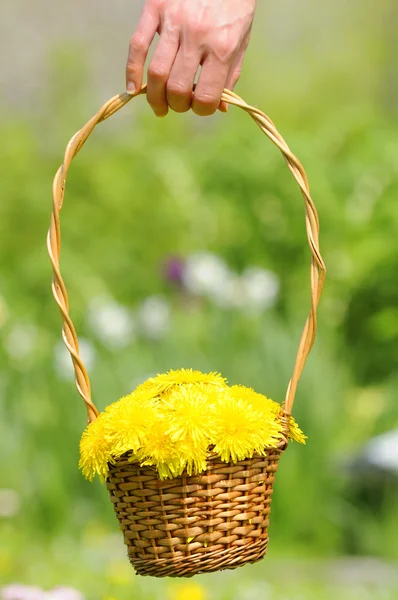 Hand Holding Basket with Yellow Dandelion Flowers — Stock Photo, Image