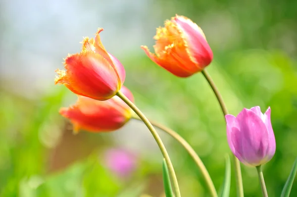 Vackra tulpaner på blomma säng i trädgården under våren — Stockfoto