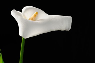Beautiful White Calla Lily (Zantedeschia) clipart
