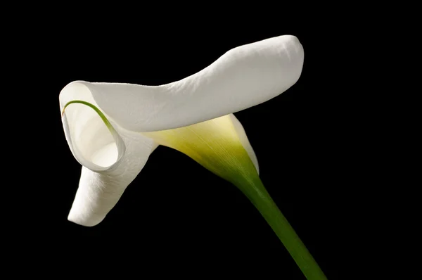 Hermosa blanca Calla Lily (Zantedeschia) sobre fondo negro —  Fotos de Stock