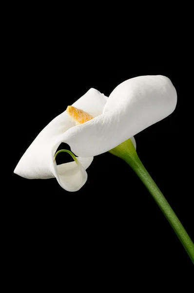 Lírio branco bonito de Calla (Zantedeschia) em fundo preto — Fotografia de Stock