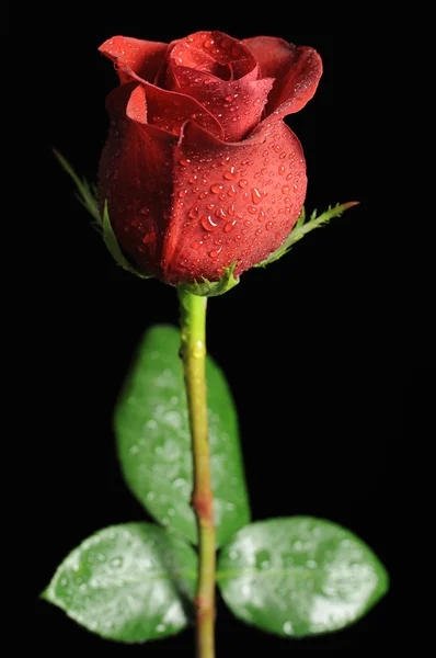 在黑色背景上的露珠枝红玫瑰 — 图库照片