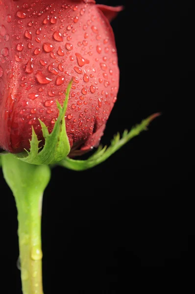 Rosa vermelha com gotas de água no fundo preto — Fotografia de Stock