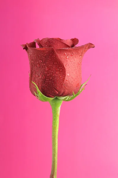 Vacker röd ros med daggdroppar på romantiska rosa bakgrund — Stockfoto