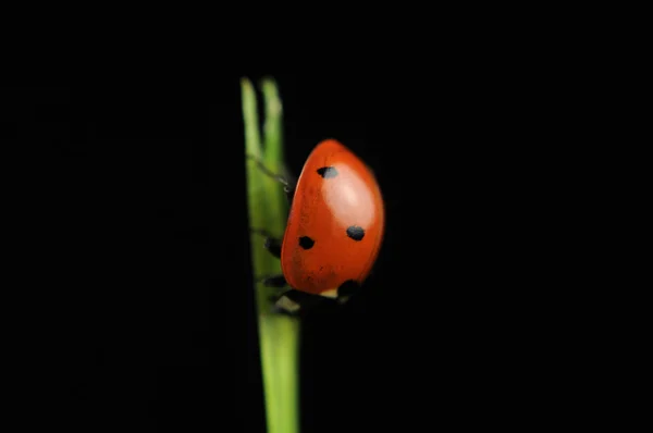 Uğur böceği (uğur böceği) yeşil çimenlerin üzerinde — Stok fotoğraf