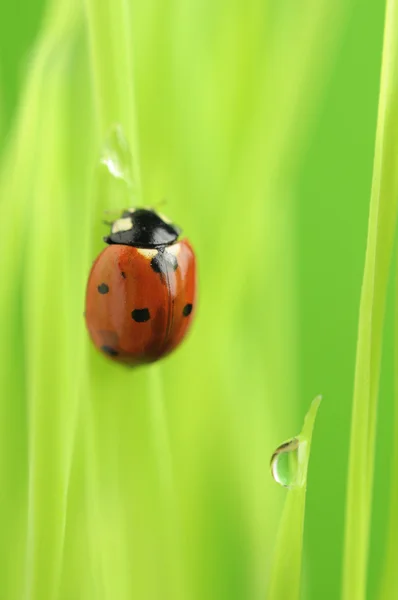 Yeşil çimenlerin üzerinde sürünerek uğur böceği (uğur böceği) — Stok fotoğraf