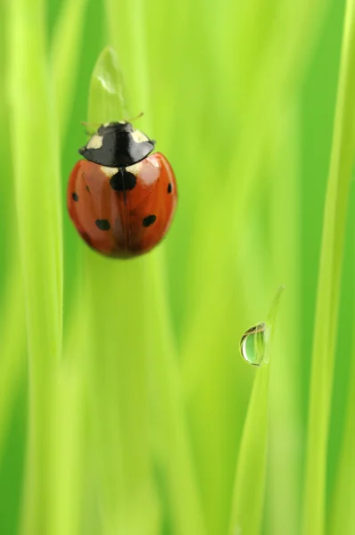 てんとう虫 (テントウムシ) 緑の草の上でクロール — ストック写真