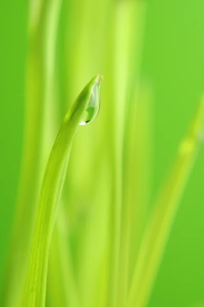 Капля росы на зеленом грассе — стоковое фото