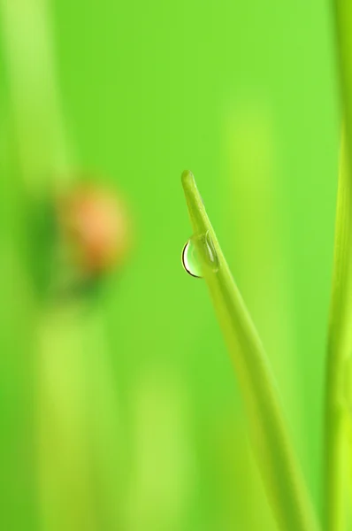 Dew drop på grönt gräs med nyckelpiga i bakgrunden — Stockfoto