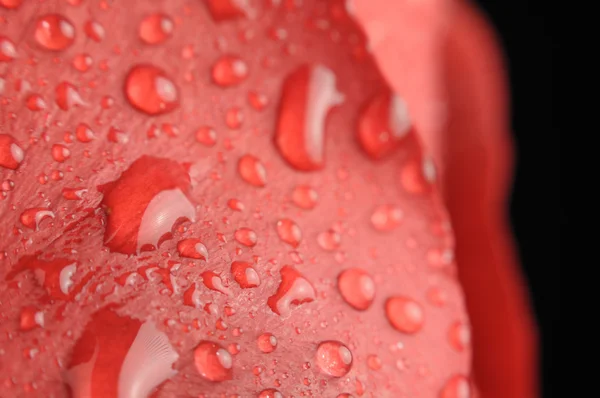 Δροσιά που πέφτει σε κόκκινο τριαντάφυλλο κοντινό πλάνο — Φωτογραφία Αρχείου