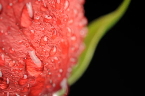 Wassertropfen auf rote Rose in Nahaufnahme — Stockfoto