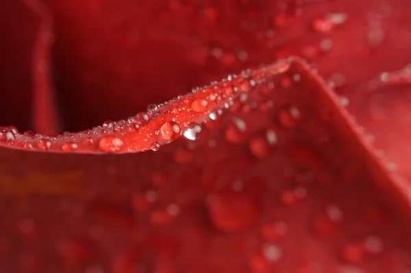 Krople rosy na czerwone płatki róż — Zdjęcie stockowe