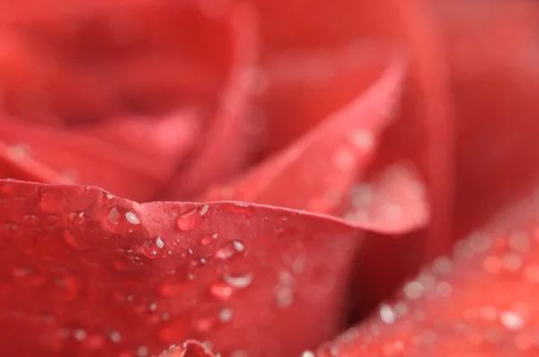 Капли воды на красивой красной розе крупным планом — стоковое фото