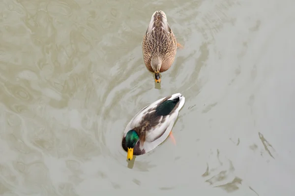 Couple de Canard colvert et Drake dans le lac — Photo
