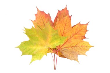 Yellow, Red and Green Fallen Autumn Leaves clipart